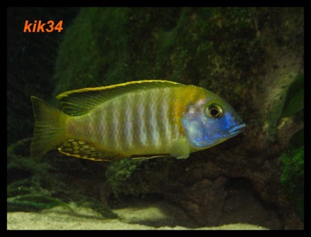 Tramitichromis sp. 'orange top' Lumbira